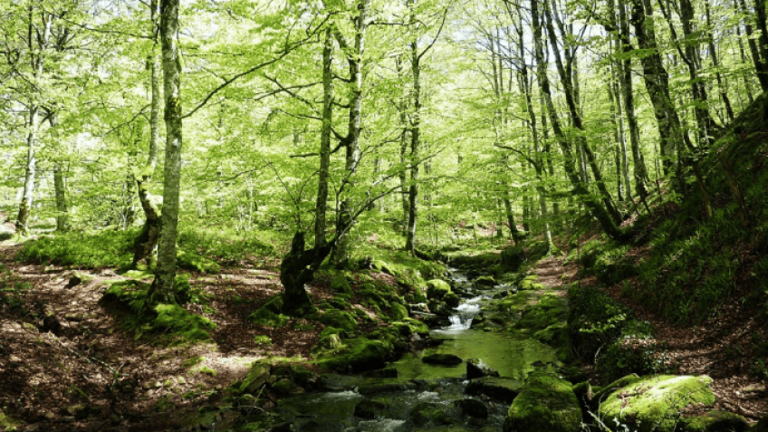 Rutas de naturaleza para grupos